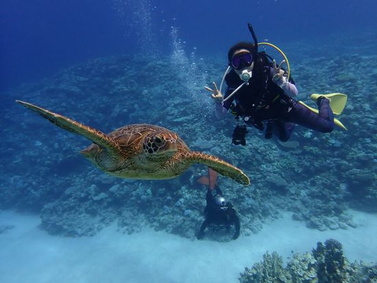 慶良間1日ボートファンダイビング カラフルな海の楽園に潜ろう！透き通る海中を満喫♪＜1日／ライセンス保持者向け／本島中部 北谷町＞