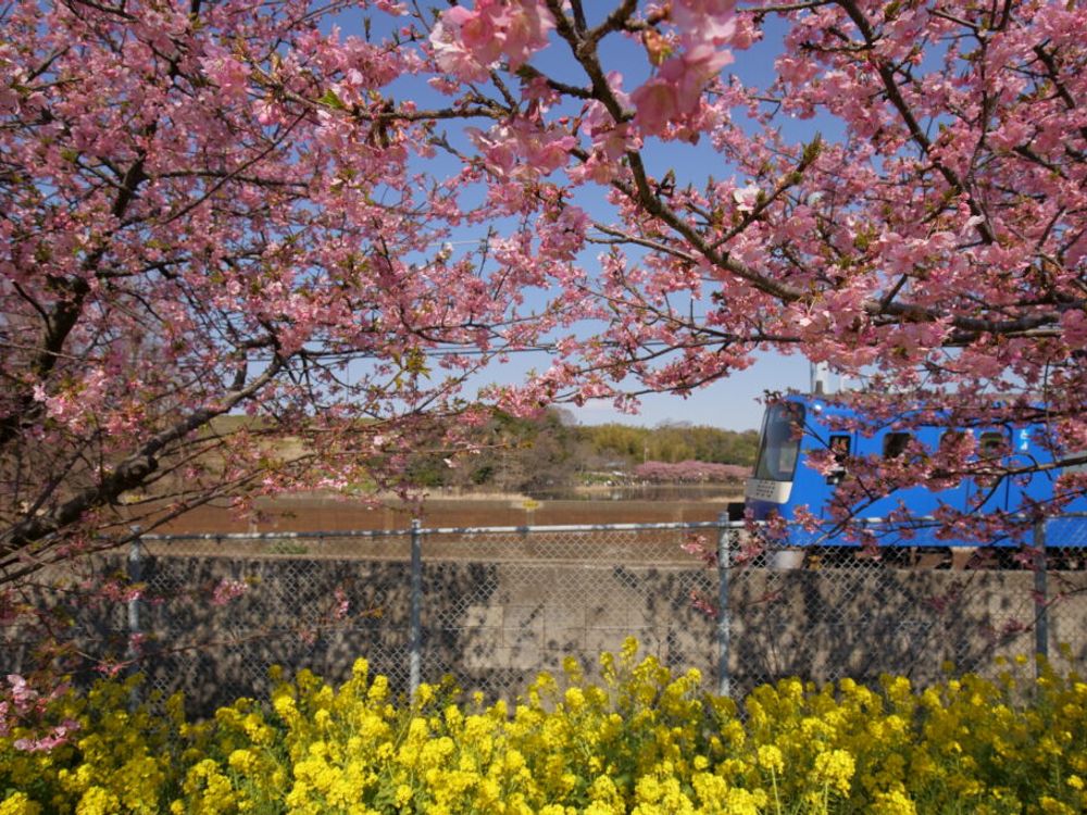 【最優秀賞】-河津桜と京急電車-1-1024x683