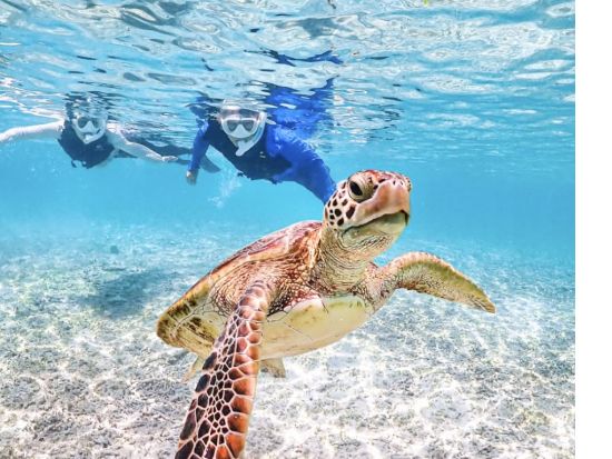 ウミガメシュノーケリングツアー 超高確率でウミガメに遭遇！1グループで貸切できるプランあり＜約90分／宮古島＞