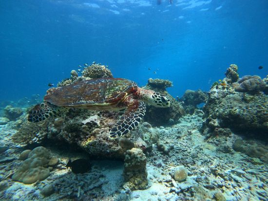 Surin_Island_2025-26_21