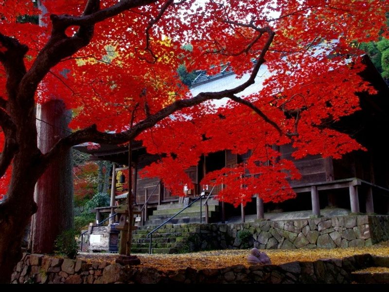 DE6DQ_5e00ca0a-9b8b-418f-bcdd-27