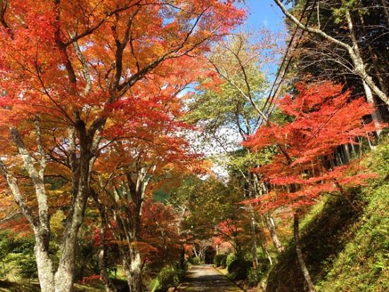 京都紅葉満喫バスツアー 嵯峨野トロッコ＆宇治川遊覧付き＜なんば・梅田発／日帰り／昼食付き＞by 阪急交通社
