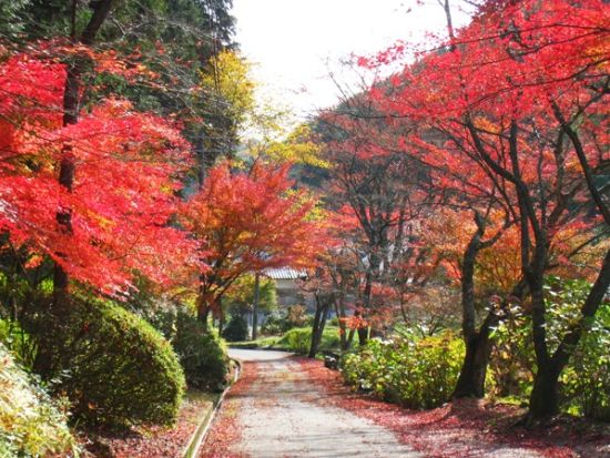 京都紅葉満喫バスツアー 嵯峨野トロッコ＆宇治川遊覧付き＜なんば・梅田発／日帰り／昼食付き＞by 阪急交通社