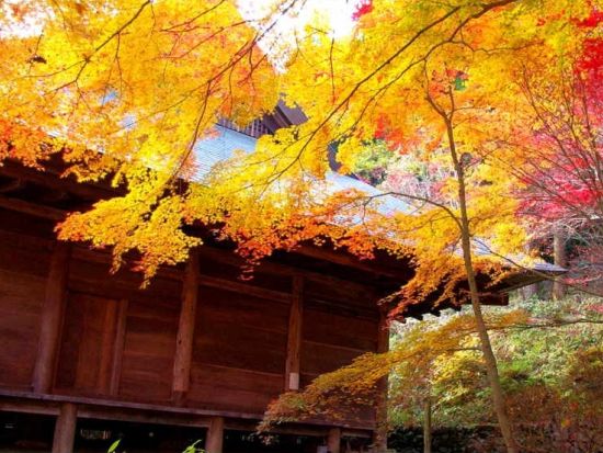 京都紅葉満喫バスツアー 嵯峨野トロッコ＆宇治川遊覧付き＜なんば・梅田発／日帰り／昼食付き＞by 阪急交通社