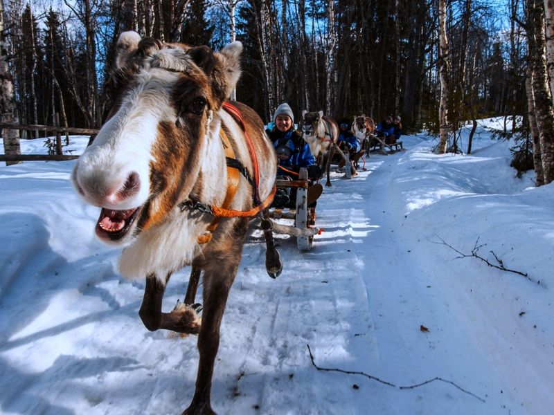 KONTTANIEMI_REINDEER_SPRING (3)