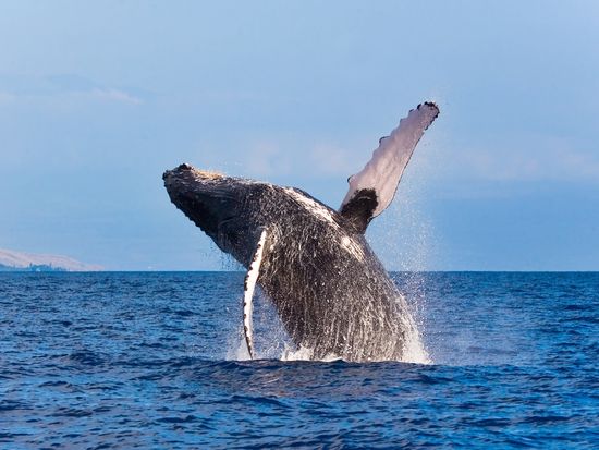 shutterstock_35381086