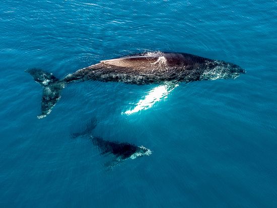 shutterstock_631678046(1)