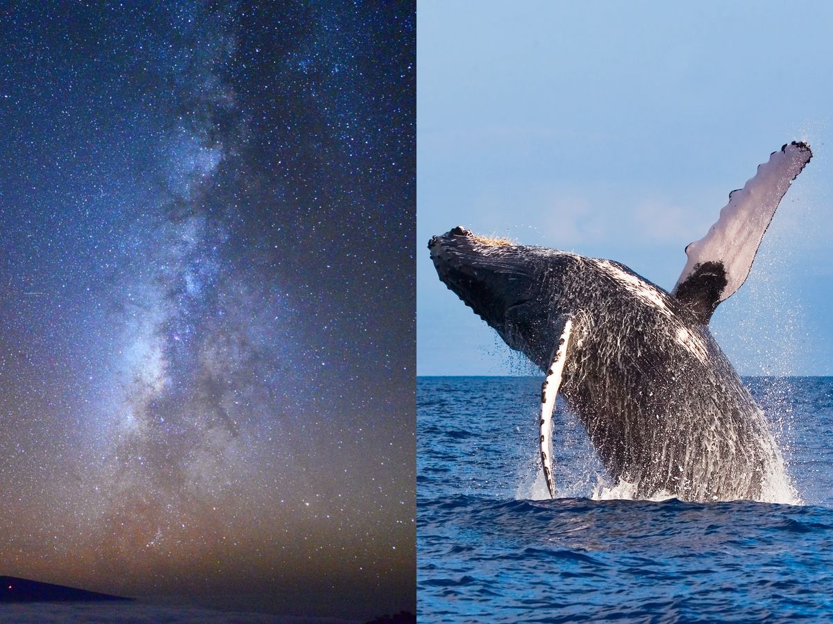 ハワイ島 ホエールウォッチング＆マウナケア山麓星空ツアー＜1月～3月