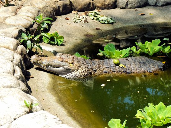 Philippines_Palawan Island_Puerto Princesa_Crocodile Sanctuary_shutterstock_421877800