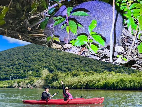 奄美大島〈お得なセットプラン〉【マングローブカヌー＋ナイトツアー 】奄美大島を満喫！ここでしか見られない希少な生き物を探しに行こう by 奄美シーランド 