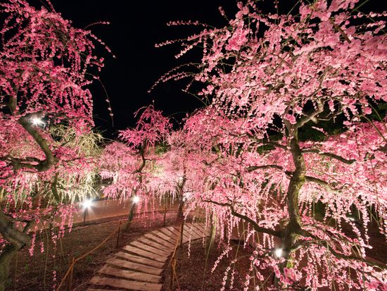 しだれ梅　夜 (1)