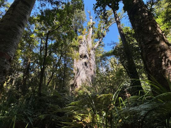 カウリの森林 ワイポウアフォレスト ウォーキングツアー ＜日本語ガイド／オークランド発＞