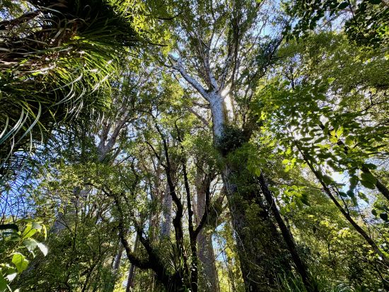 カウリの森林 ワイポウアフォレスト ウォーキングツアー ＜日本語ガイド／オークランド発＞