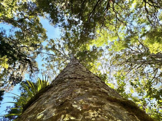 カウリの森林 ワイポウアフォレスト ウォーキングツアー ＜日本語ガイド／オークランド発＞