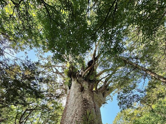 カウリの森林 ワイポウアフォレスト ウォーキングツアー ＜日本語ガイド／オークランド発＞