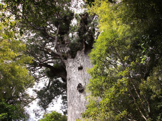 カウリの森林 ワイポウアフォレスト ウォーキングツアー ＜日本語ガイド／オークランド発＞