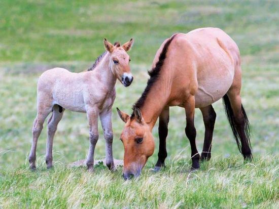Hustai-national-park-khustai-khustain-nuruu-wild-horse