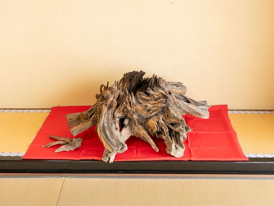 華光寺　時雨松の古株