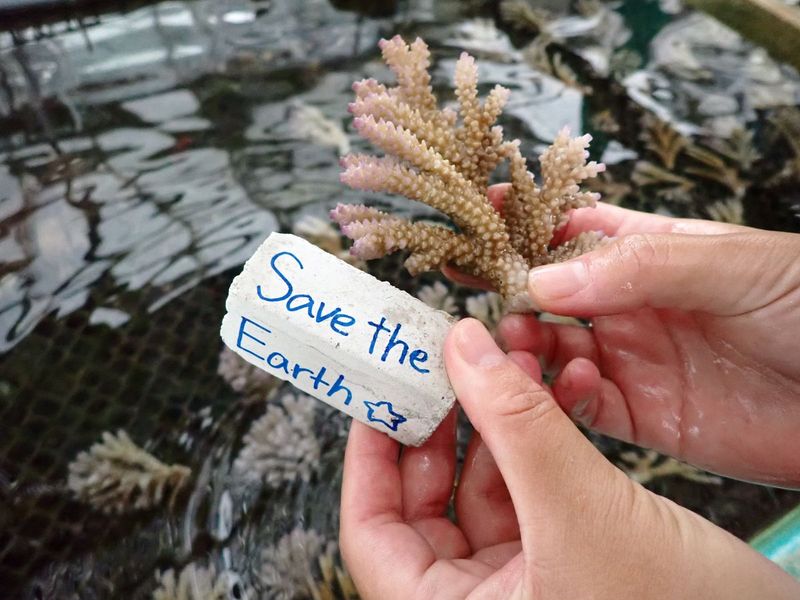サンゴ苗