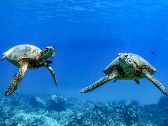 ワイキキ沖ボートクルーズ(1時間)＆ホノルル市内観光〈半日でハワイを満喫！/日本語ドライバーガイド〉