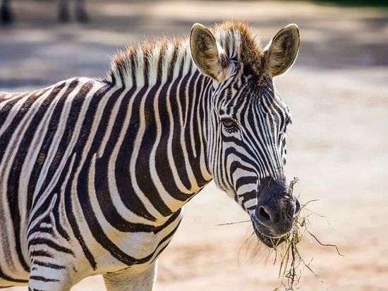 shutterstock_1628824441