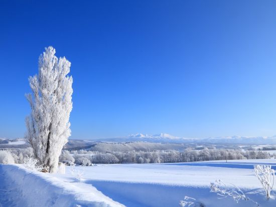 貸切観光タクシー 空いた時間にサクッと丘めぐり 美瑛ショートコース＜3時間／1～9名／旭川市内・旭川空港送迎可＞by 嵐山タクシー