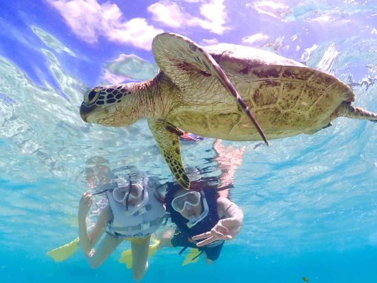 宮古島ウミガメシュノーケル＆クリアSUP体験 高確率で遭遇できる◎非日常体験を楽しもう！＜写真・動画データ無料付き／約4時間＞