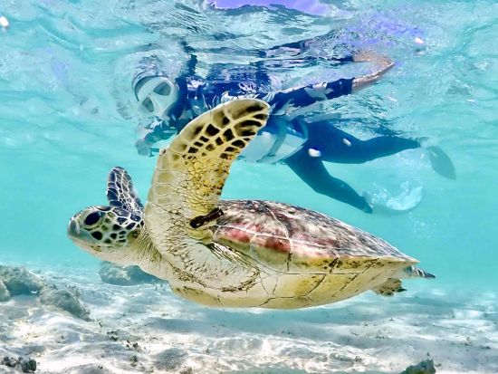 宮古島ウミガメシュノーケル 高確率で出会える◎透明な海で忘れられない思い出を作ろう！初心者・女性・ファミリー大歓迎＜写真・動画データ無料付き／約2時間＞