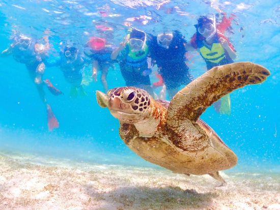 宮古島ウミガメシュノーケル＆クリアSUP体験 高確率で遭遇できる◎非日常体験を楽しもう！＜写真・動画データ無料付き／約4時間＞