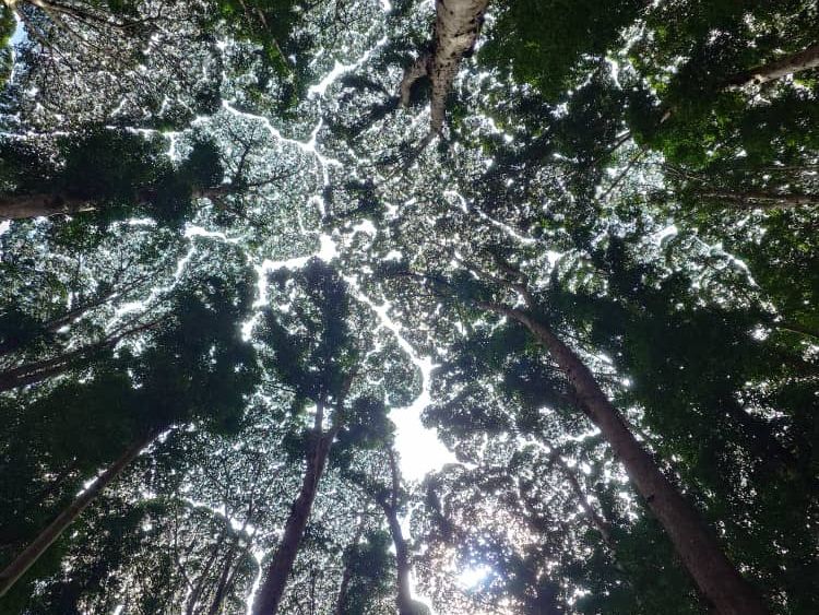 世界遺産】マレーシア森林研究所（FRIM）：歩いて・登って満喫ツアー