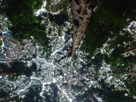 【世界遺産】マレーシア森林研究所（FRIM）：歩いて・登って満喫ツアー＜昼食付き／送迎付き／日本語ガイド＞ 