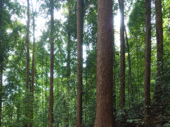 【世界遺産】マレーシア森林研究所（FRIM）：歩いて・登って満喫ツアー＜昼食付き／送迎付き／日本語ガイド＞ 