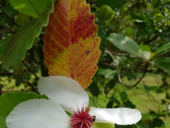 【世界遺産】マレーシア森林研究所（FRIM）：歩いて・登って満喫ツアー＜昼食付き／送迎付き／日本語ガイド＞ 