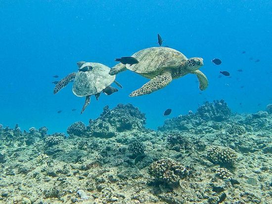 hawaii_ocean_charters_turtle4