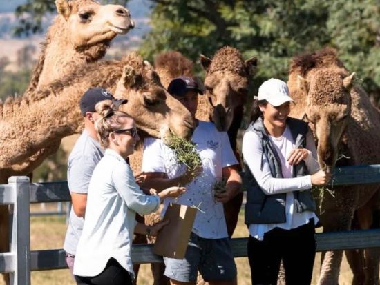 サマーランド キャメルファーム体験ツアー　選べる3つのプラン！ガイド付きファーム見学・ラクダとのふれあい＆食事・キャメルライドなどを満喫＜ブリスベン発＞
