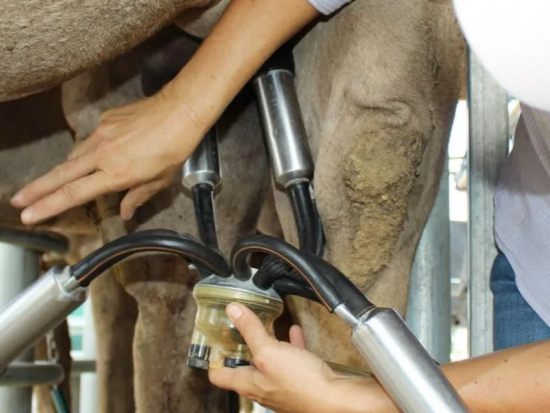 サマーランド キャメルファーム体験ツアー　選べる3つのプラン！ガイド付きファーム見学・ラクダとのふれあい＆食事・キャメルライドなどを満喫＜ブリスベン発＞