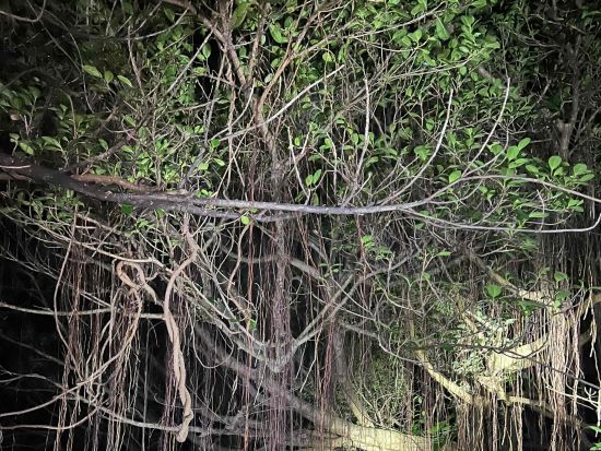 宮古島ナイトツアー 満天の星×南国生き物と出会うナイトジャングルツアー 星空観察とヤシガニを探そう◎＜写真・動画データ無料付き／約2時間＞