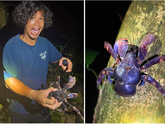 宮古島ナイトツアー 満天の星×南国生き物と出会うナイトジャングルツアー 星空観察とヤシガニを探そう◎＜写真・動画データ無料付き／約2時間＞