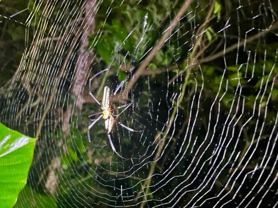 宮古島ナイトツアー 満天の星×南国生き物と出会うナイトジャングルツアー 星空観察とヤシガニを探そう◎＜写真・動画データ無料付き／約2時間＞