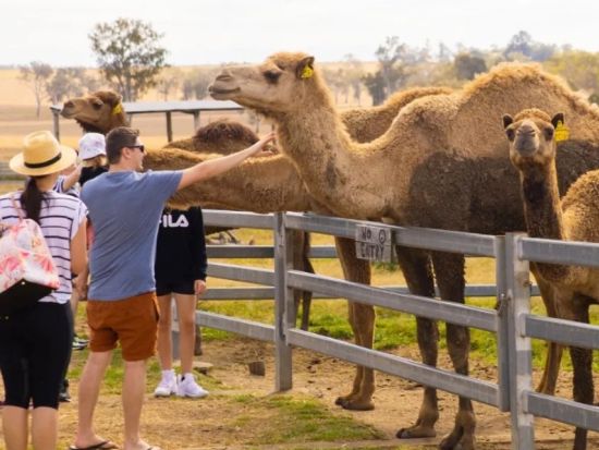 サマーランド キャメルファーム体験ツアー　選べる3つのプラン！ガイド付きファーム見学・ラクダとのふれあい＆食事・キャメルライドなどを満喫＜ブリスベン発＞