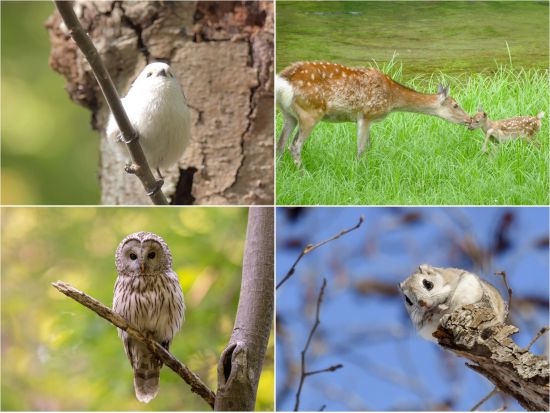 観光タクシー 阿寒湖周辺を巡る 7時間コース＜釧路市発＞4名参加で1名 11,300円～by 金星釧路観光ハイヤー
