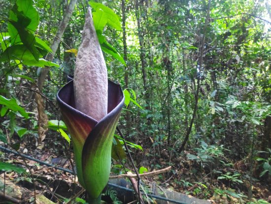 世界最大の花「ラフレシア」を探す　グヌン・ガディン国立公園日帰りツアー ＜日本語ガイド／クチン発＞