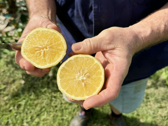 オーガニックファームツアー　野菜・果物収穫＆卵ピッキングなどでサステナブルを学ぶ＜火～木／日本語通訳＆ドライバーガイド／ゴールドコースト発＞