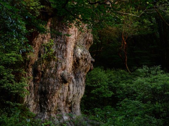【貸切】縄文杉トレッキングツアー グループや自分たちだけでマイペースにトレッキングしたい方におすすめ レンタル装備付きプランあり　by 屋久島ガイドツアー
