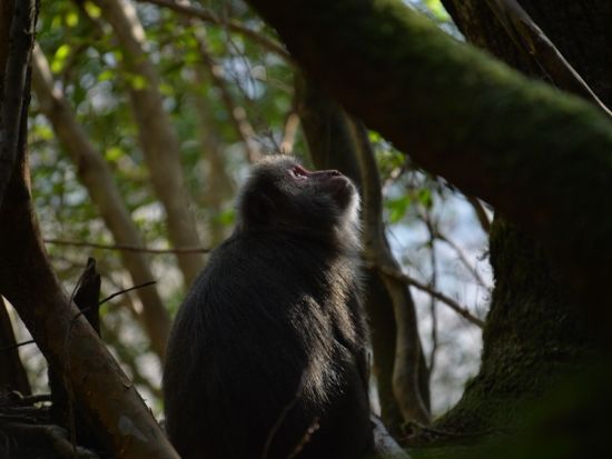 【貸切】縄文杉トレッキングツアー グループや自分たちだけでマイペースにトレッキングしたい方におすすめ レンタル装備付きプランあり　by 屋久島ガイドツアー