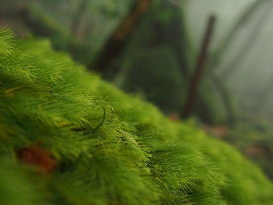 【貸切】白谷雲水峡1日（太鼓岩まで）トレッキングツアー  レンタル装備付きプランあり　3名以上でグループ割 by 屋久島ガイドツアー