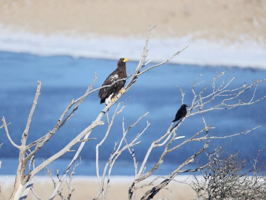 浜中ネイチャーツアー 北海道三大湿原の一つ"霧多布湿原"であなたの行きたいところ、見たいものに合わせてツアーを組み立てるオーダーメイドプラン＜2時間／浜中町＞