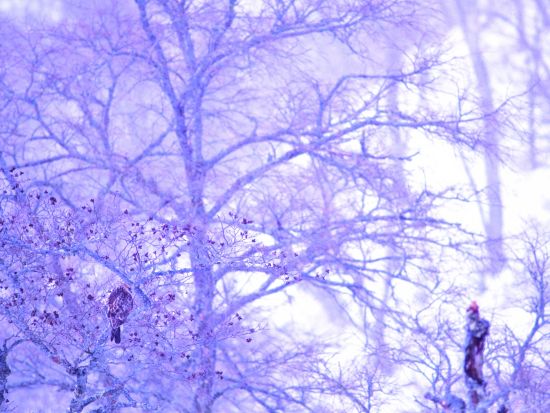 浜中ネイチャーツアー 北海道三大湿原の一つ"霧多布湿原"であなたの行きたいところ、見たいものに合わせてツアーを組み立てるオーダーメイドプラン＜2時間／浜中町＞