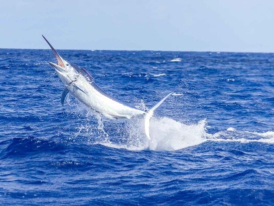 shutterstock_1482763118