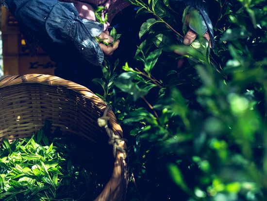 玉露園　手摘み2